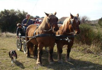 Location de calèche, mariage, anniversaire